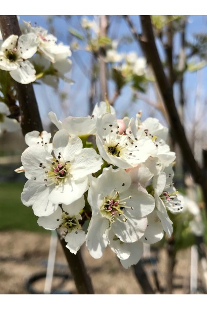 Цвітіння груші Меліна